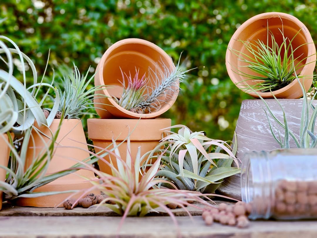 My Garden Box Subscription